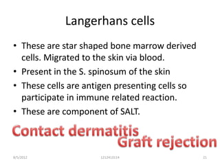 Langerhans cells
• These are star shaped bone marrow derived
  cells. Migrated to the skin via blood.
• Present in the S. spinosum of the skin
• These cells are antigen presenting cells so
  participate in immune related reaction.
• These are component of SALT.



8/5/2012             1212413114                 21
 