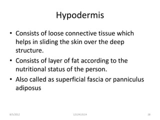 Hypodermis
• Consists of loose connective tissue which
  helps in sliding the skin over the deep
  structure.
• Consists of layer of fat according to the
  nutritional status of the person.
• Also called as superficial fascia or panniculus
  adiposus


8/5/2012               1212413114                   28
 