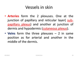Vessels in skin
• Arteries form the 2 plexuses. One at the
  junction of papillary and reticular layer( sub-
  papillary plexus) and another at junction of
  dermis and hypodermis (cutaneous plexus).
• Veins form the three plexuses – 2 in same
  position as for arterial and another in the
  middle of the dermis.


8/5/2012              1212413114                29
 