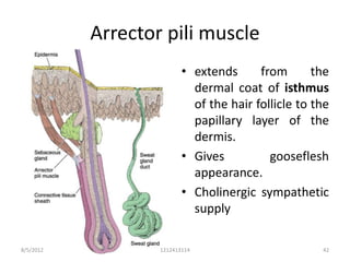 Arrector pili muscle
                          • extends      from       the
                            dermal coat of isthmus
                            of the hair follicle to the
                            papillary layer of the
                            dermis.
                          • Gives          gooseflesh
                            appearance.
                          • Cholinergic sympathetic
                            supply

8/5/2012           1212413114                        42
 