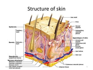 Structure of skin




8/5/2012         1212413114    5
 