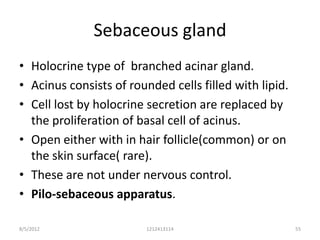 Sebaceous gland
• Holocrine type of branched acinar gland.
• Acinus consists of rounded cells filled with lipid.
• Cell lost by holocrine secretion are replaced by
  the proliferation of basal cell of acinus.
• Open either with in hair follicle(common) or on
  the skin surface( rare).
• These are not under nervous control.
• Pilo-sebaceous apparatus.

8/5/2012                 1212413114                     55
 