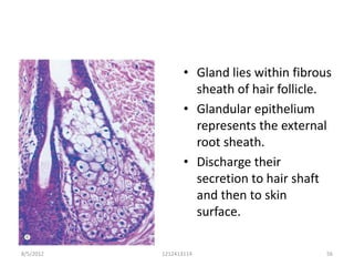 • Gland lies within fibrous
                    sheath of hair follicle.
                  • Glandular epithelium
                    represents the external
                    root sheath.
                  • Discharge their
                    secretion to hair shaft
                    and then to skin
                    surface.

8/5/2012   1212413114                       56
 