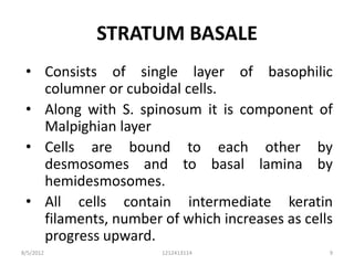 STRATUM BASALE
 • Consists of single layer of basophilic
   columner or cuboidal cells.
 • Along with S. spinosum it is component of
   Malpighian layer
 • Cells are bound to each other by
   desmosomes and to basal lamina by
   hemidesmosomes.
 • All cells contain intermediate keratin
   filaments, number of which increases as cells
   progress upward.
8/5/2012             1212413114                9
 