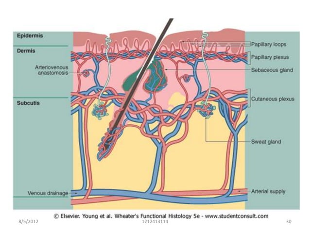 Skin and its appendages Biology Diagrams