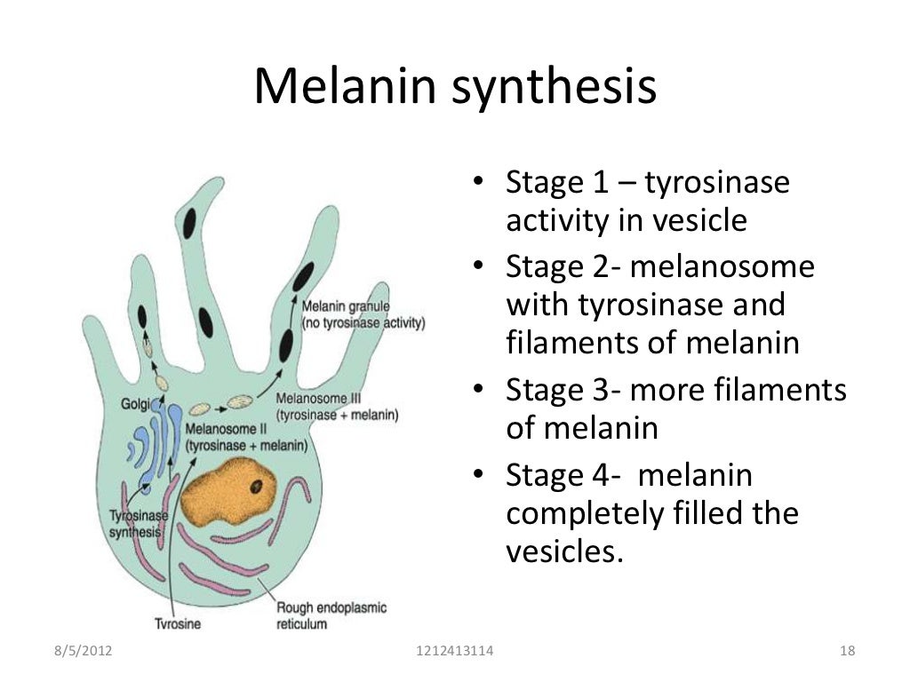 Skin and its appendages Biology Diagrams