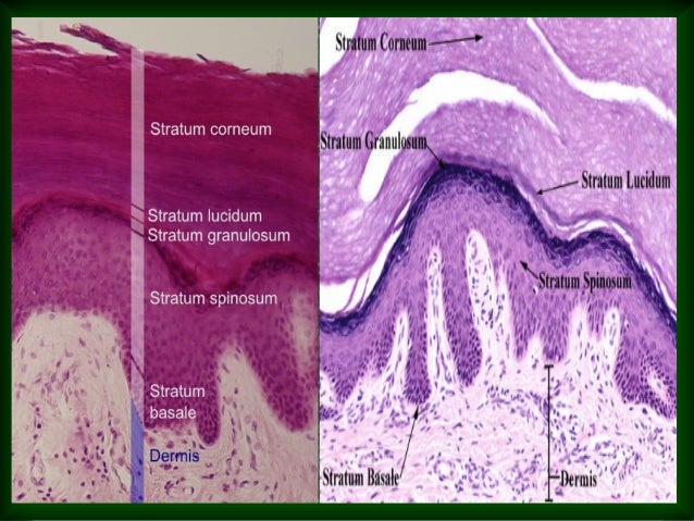 Skin (Comparison b/w Dog,Cow,Horse' Skin)