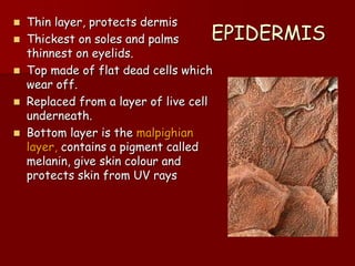 Skin | PPT