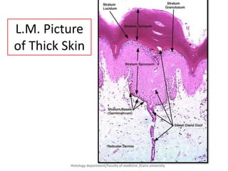 Histology department/Faculty of medicine /Cairo university
L.M. Picture
of Thick Skin
 