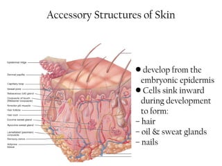 Skin anatomy & physiology for ayush students | PPT