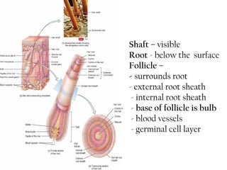 Skin anatomy & physiology for ayush students | PPT