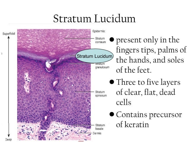 Skin anatomy &amp; physiology for ayush students
