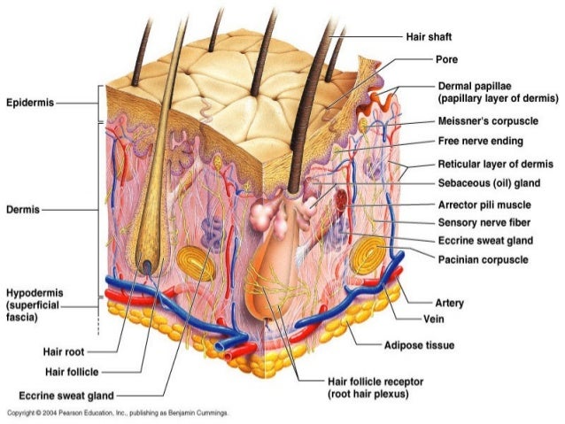 anatomy and physiology