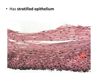 • Has stratified epithelium
 