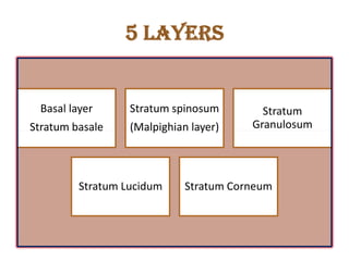 5 layers
Basal layer
Stratum basale
Stratum spinosum
(Malpighian layer)
Stratum
GranulosumStratum basale (Malpighian layer) Granulosum
Stratum Lucidum Stratum Corneum
 
