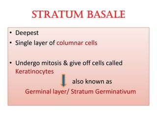 stratum Basale
• Deepest
• Single layer of columnar cells
• Undergo mitosis & give off cells called• Undergo mitosis & give off cells called
Keratinocytes
also known as
Germinal layer/ Stratum Germinativum
 