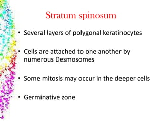 Stratum spinosum
• Several layers of polygonal keratinocytes
• Cells are attached to one another by
numerous Desmosomesnumerous Desmosomes
• Some mitosis may occur in the deeper cells
• Germinative zone
 