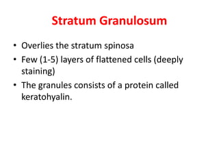 Stratum Granulosum
• Overlies the stratum spinosa
• Few (1-5) layers of flattened cells (deeply
staining)
• The granules consists of a protein called• The granules consists of a protein called
keratohyalin.
 