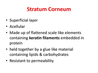 Stratum Corneum
• Superficial layer
• Acellular
• Made up of flattened scale like elements
containing keratin filaments embedded incontaining keratin filaments embedded in
protein
• held together by a glue like material
containing lipids & carbohydrates
• Resistant to permeability
 
