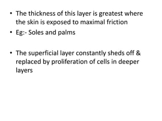 • The thickness of this layer is greatest where
the skin is exposed to maximal friction
• Eg:- Soles and palms
• The superficial layer constantly sheds off &
replaced by proliferation of cells in deeperreplaced by proliferation of cells in deeper
layers
 