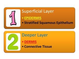 Superficial Layer
• EPIDERMIS
• Stratified Squamous Epithelium
Deeper Layer
• DERMIS
• Connective Tissue
 