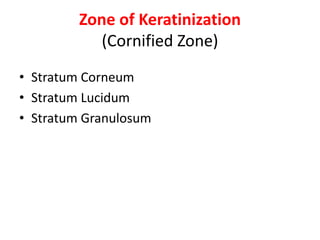 Zone of Keratinization
(Cornified Zone)
• Stratum Corneum
• Stratum Lucidum
• Stratum Granulosum• Stratum Granulosum
 