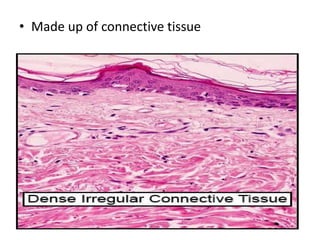 • Made up of connective tissue
 