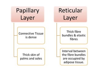 Papillary
Layer
Connective Tissue
is dense
Reticular
Layer
Thick fibre
bundles & elastic
is dense
Thick skin of
palms and soles
bundles & elastic
fibres
Interval between
the fibre bundles
are occupied by
adipose tissue.
 