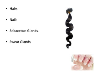 • Hairs
• Nails
• Sebaceous Glands
• Sweat Glands
 
