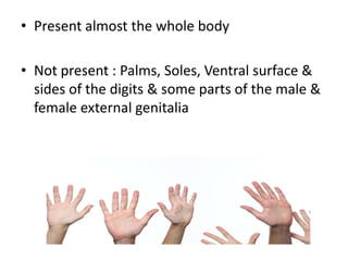 • Present almost the whole body
•• Not presentNot present : Palms, Soles, Ventral surface &
sides of the digits & some parts of the male &
female external genitalia
 