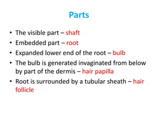 PartsParts
• The visible part – shaft
• Embedded part – root
• Expanded lower end of the root – bulb
• The bulb is generated invaginated from below• The bulb is generated invaginated from below
by part of the dermis – hair papilla
• Root is surrounded by a tubular sheath – hair
follicle
 