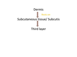 Dermis
Rests on
Subcutaneous tissue/ Subcutis
Third layerThird layer
 