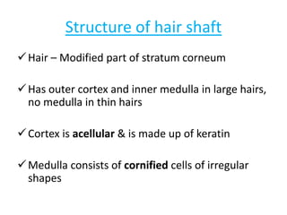 Structure of hair shaftStructure of hair shaft
Hair – Modified part of stratum corneum
Has outer cortex and inner medulla in large hairs,
no medulla in thin hairsno medulla in thin hairs
Cortex is acellularacellular & is made up of keratin
Medulla consists of cornifiedcornified cells of irregular
shapes
 