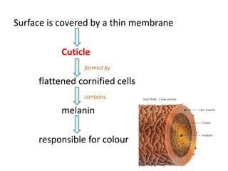 Surface is covered by a thin membrane
Cuticle
formed by
flattened cornified cellsflattened cornified cells
contains
melanin
responsible for colour
 