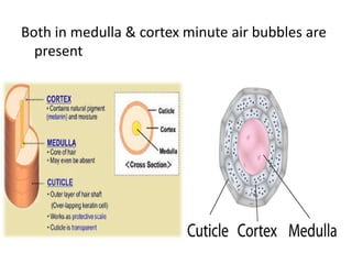 Both in medulla & cortex minute air bubbles are
present
 