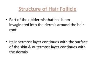 Structure of Hair Follicle
• Part of the epidermis that has been
invaginated into the dermis around the hair
root
• Its innermost layer continues with the surface
of the skin & outermost layer continues with
the dermis
 