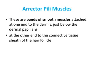 ArrectorArrector PiliPili MusclesMuscles
• These are bands of smooth muscles attached
at one end to the dermis, just below the
dermal papilla &
• at the other end to the connective tissue• at the other end to the connective tissue
sheath of the hair follicle
 