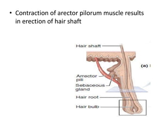 • Contraction of arector pilorum muscle results
in erection of hair shaft
 