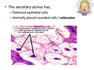 • The secretary acinus has,
– flattened epithelial cells
– Centrally placed rounded cells / sebocytes
 