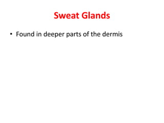 Sweat GlandsSweat Glands
• Found in deeper parts of the dermis
 
