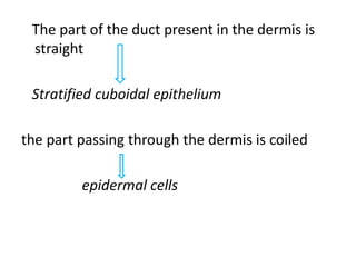The part of the duct present in the dermis is
straight
Stratified cuboidal epithelium
the part passing through the dermis is coiledthe part passing through the dermis is coiled
epidermal cells
 