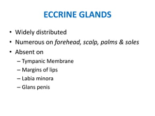 ECCRINE GLANDSECCRINE GLANDS
• Widely distributed
• Numerous on forehead, scalp, palms & soles
• Absent on
– Tympanic Membrane– Tympanic Membrane
– Margins of lips
– Labia minora
– Glans penis
 