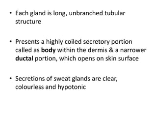 • Each gland is long, unbranched tubular
structure
• Presents a highly coiled secretory portion
called as body within the dermis & a narrower
ductal portion, which opens on skin surfaceductal portion, which opens on skin surface
• Secretions of sweat glands are clear,
colourless and hypotonic
 