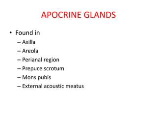 APOCRINE GLANDSAPOCRINE GLANDS
• Found in
– Axilla
– Areola
– Perianal region– Perianal region
– Prepuce scrotum
– Mons pubis
– External acoustic meatus
 