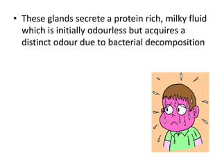 • These glands secrete a protein rich, milky fluid
which is initially odourless but acquires a
distinct odour due to bacterial decomposition
 