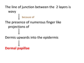 The line of junction between the 2 layers is
wavy
because of
The presence of numerous finger like
projections of
Dermis upwards into the epidermis
Dermal papillae
 