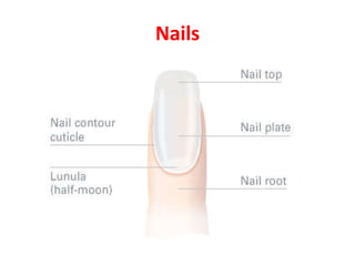 NailsNails
 