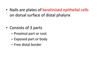 • Nails are plates of keratinised epithelial cells
on dorsal surface of distal phalynx
• Consists of 3 parts
– Proximal part or root
– Exposed part or body– Exposed part or body
– Free distal border
 