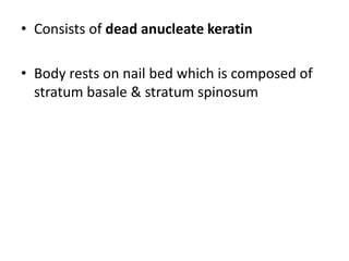 • Consists of dead anucleate keratin
• Body rests on nail bed which is composed of
stratum basale & stratum spinosum
 