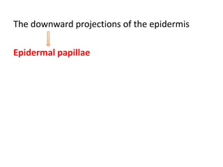 The downward projections of the epidermis
Epidermal papillae
 